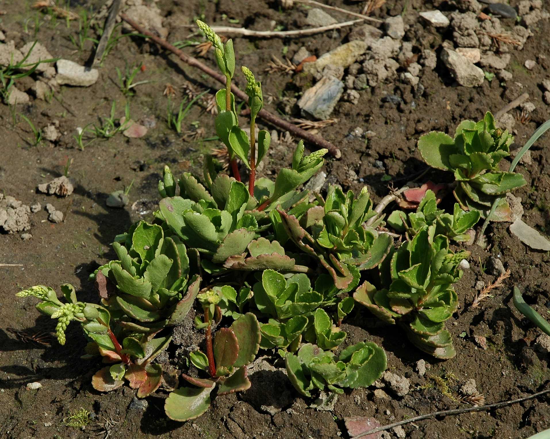 Crassulaceae Chiastophyllum oppositifolium