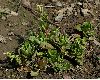 image of Chiastophyllum oppositifolium