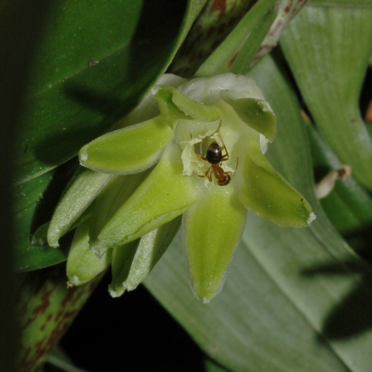 Asparagaceae Disporopsis pernyi