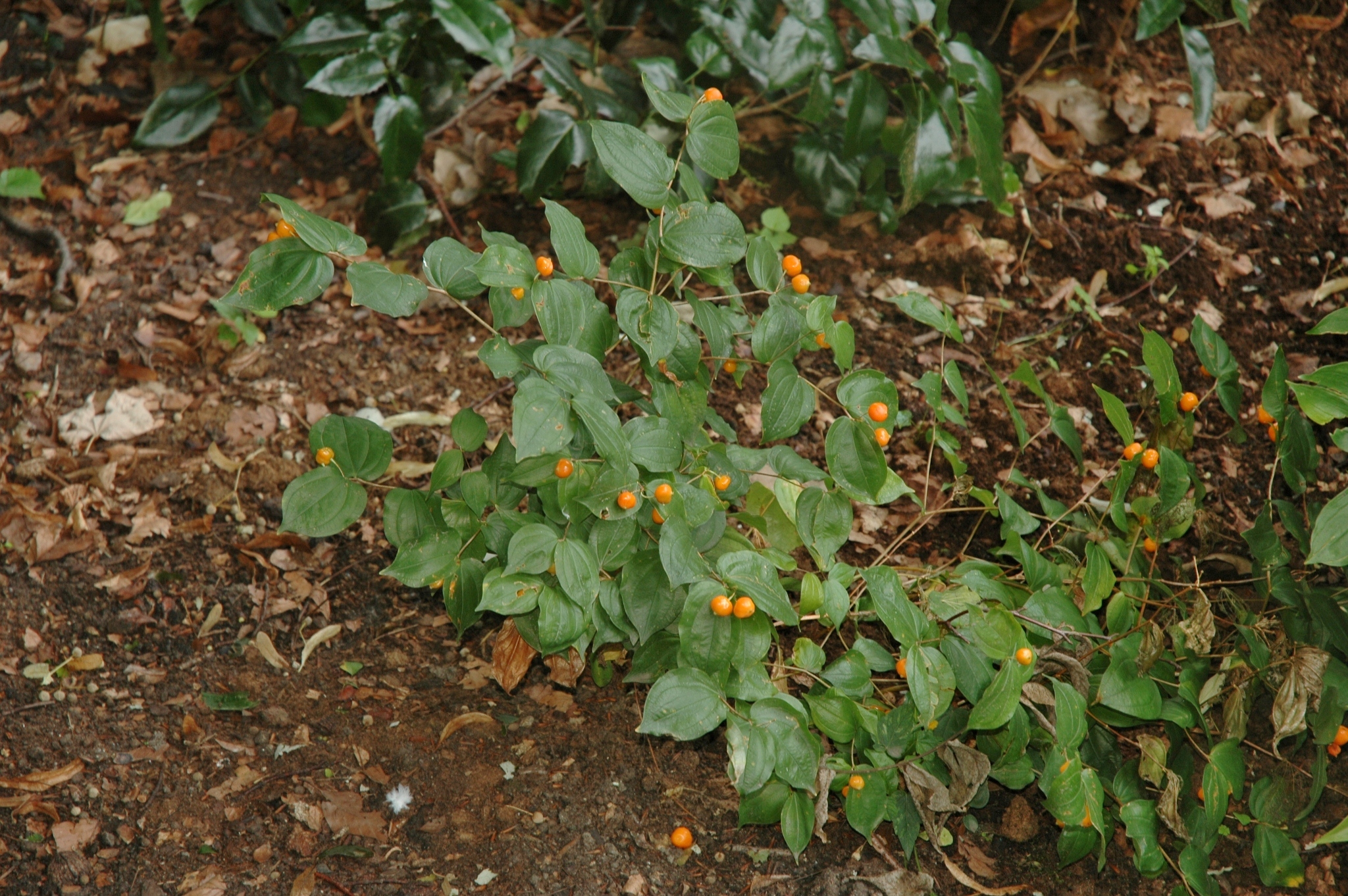 Colchicaceae Disporum smithii