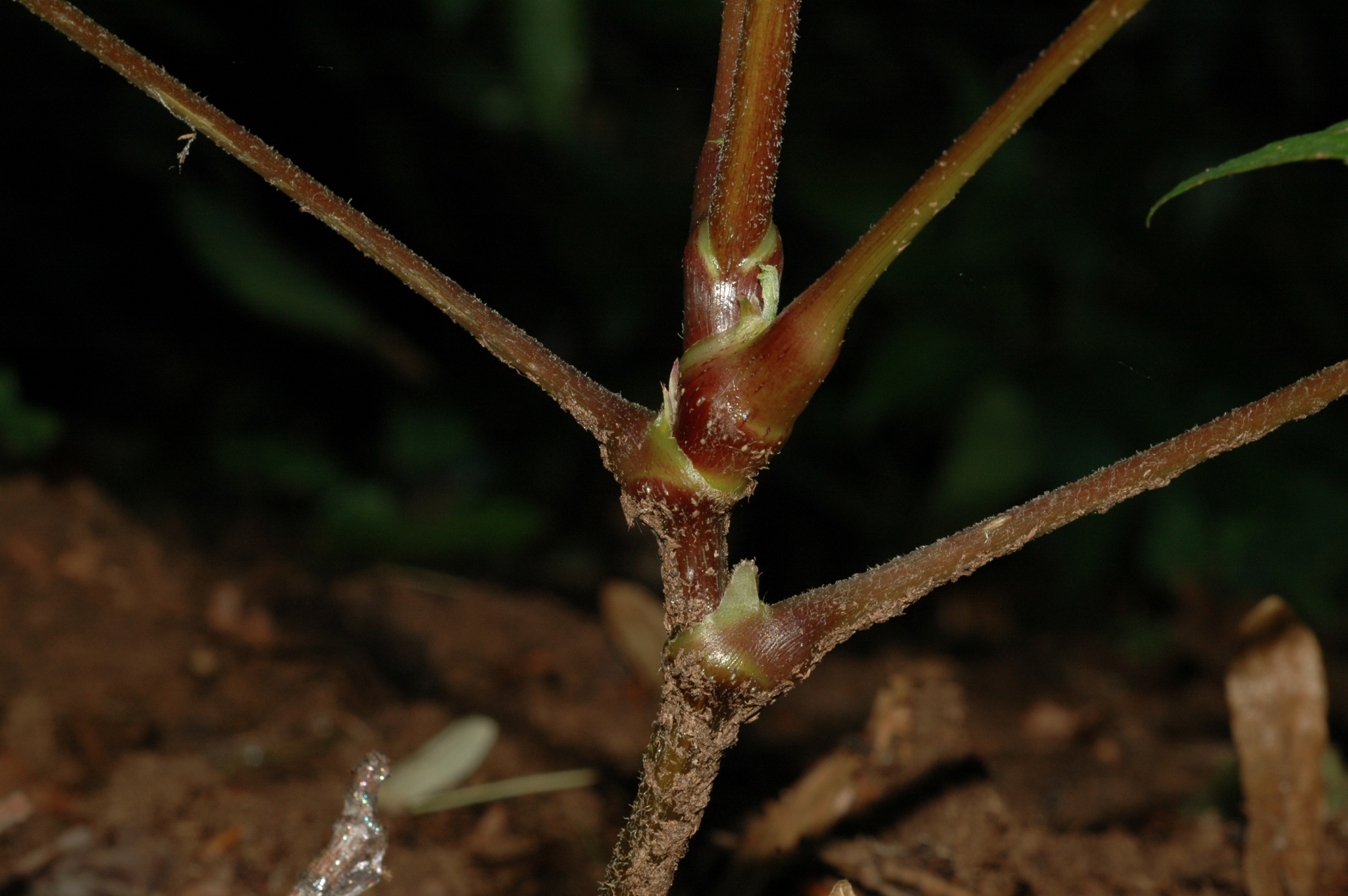 Araliaceae Panax ginseng