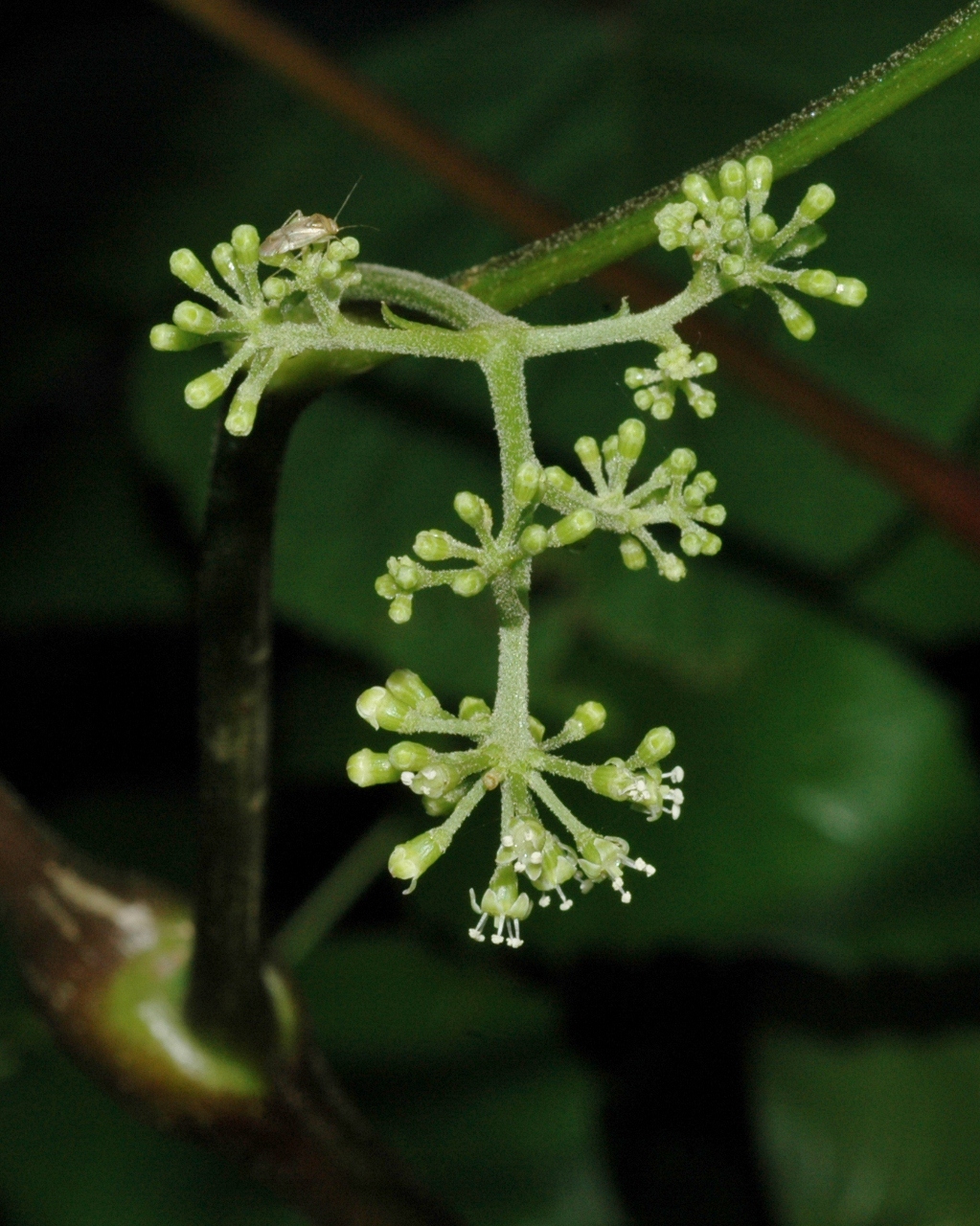 Araliaceae Panax ginseng