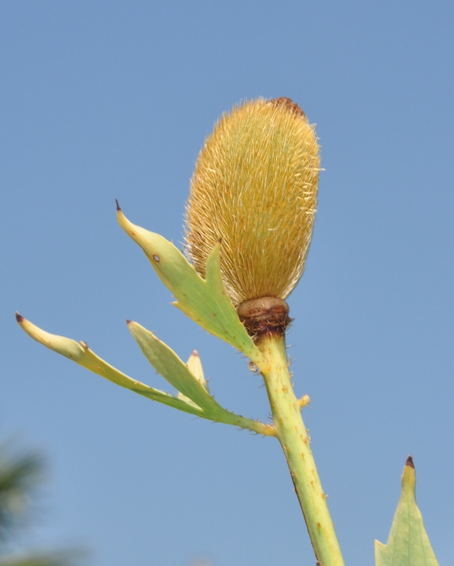 Papaveraceae Romneya coulteri