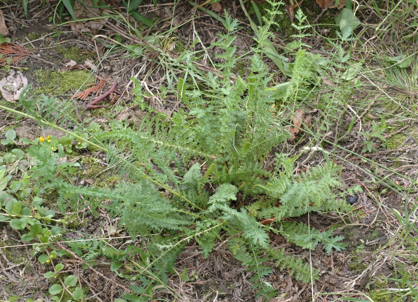 Rosaceae Filipendula vulgaris