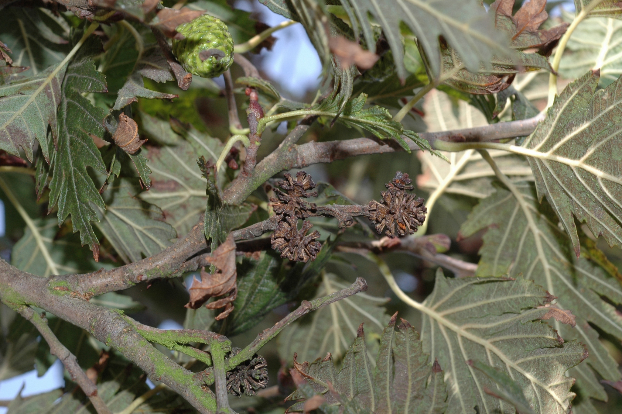 Betulaceae Alnus glutinosa