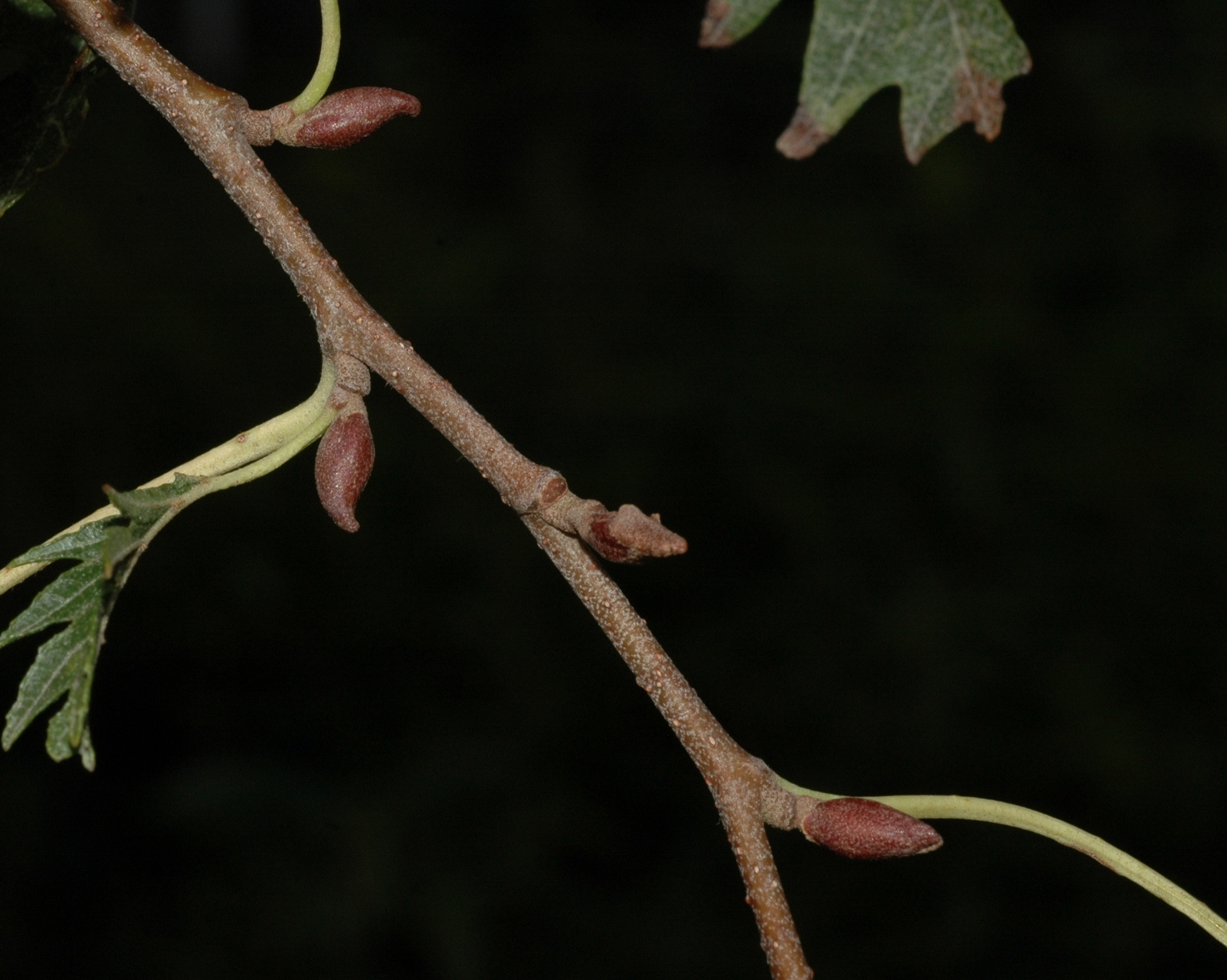 Betulaceae Alnus glutinosa