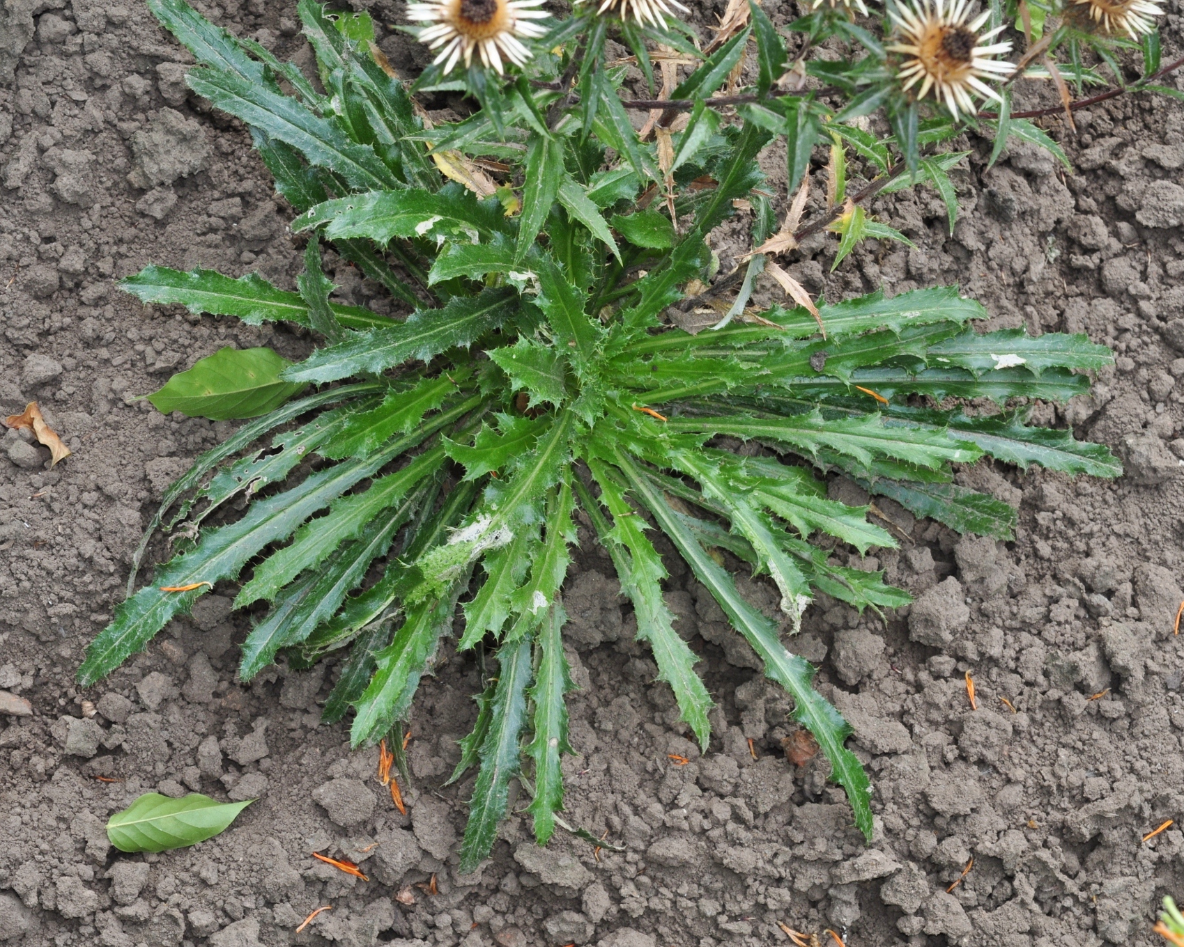 Asteraceae Carlina vulgaris