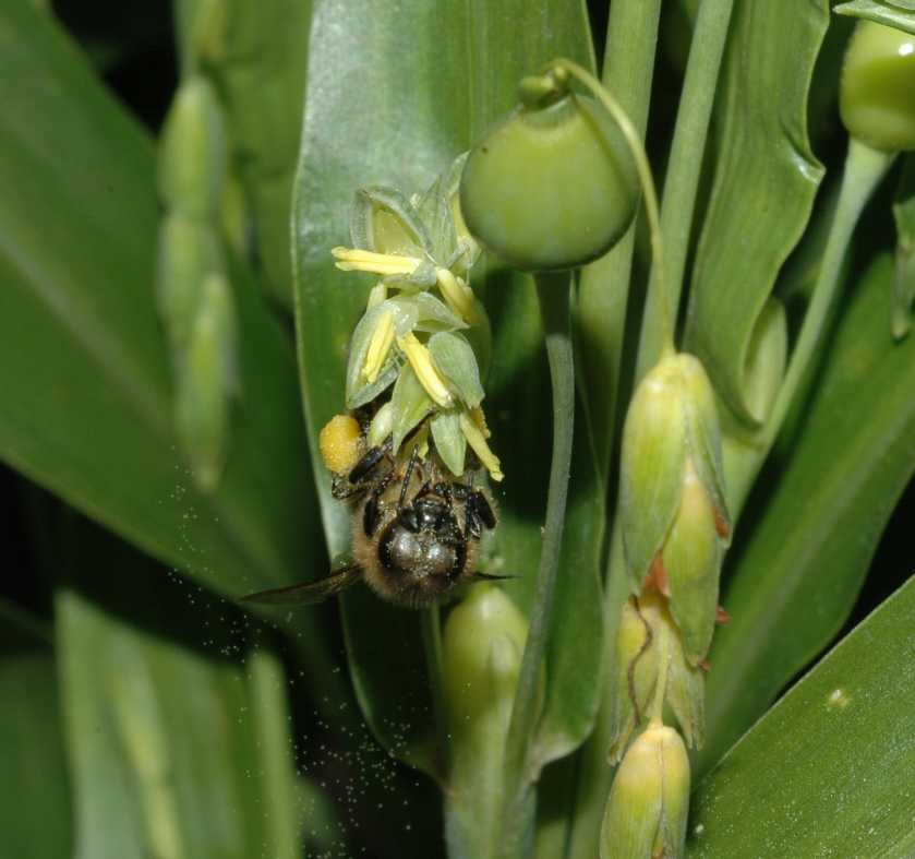 Poaceae Coix lacrima-jobi