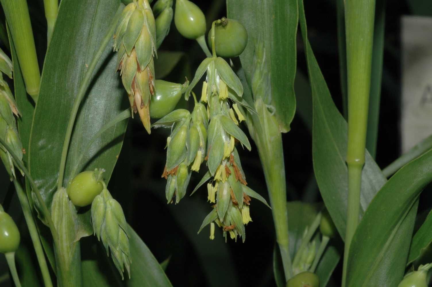 Poaceae Coix lacrima-jobi