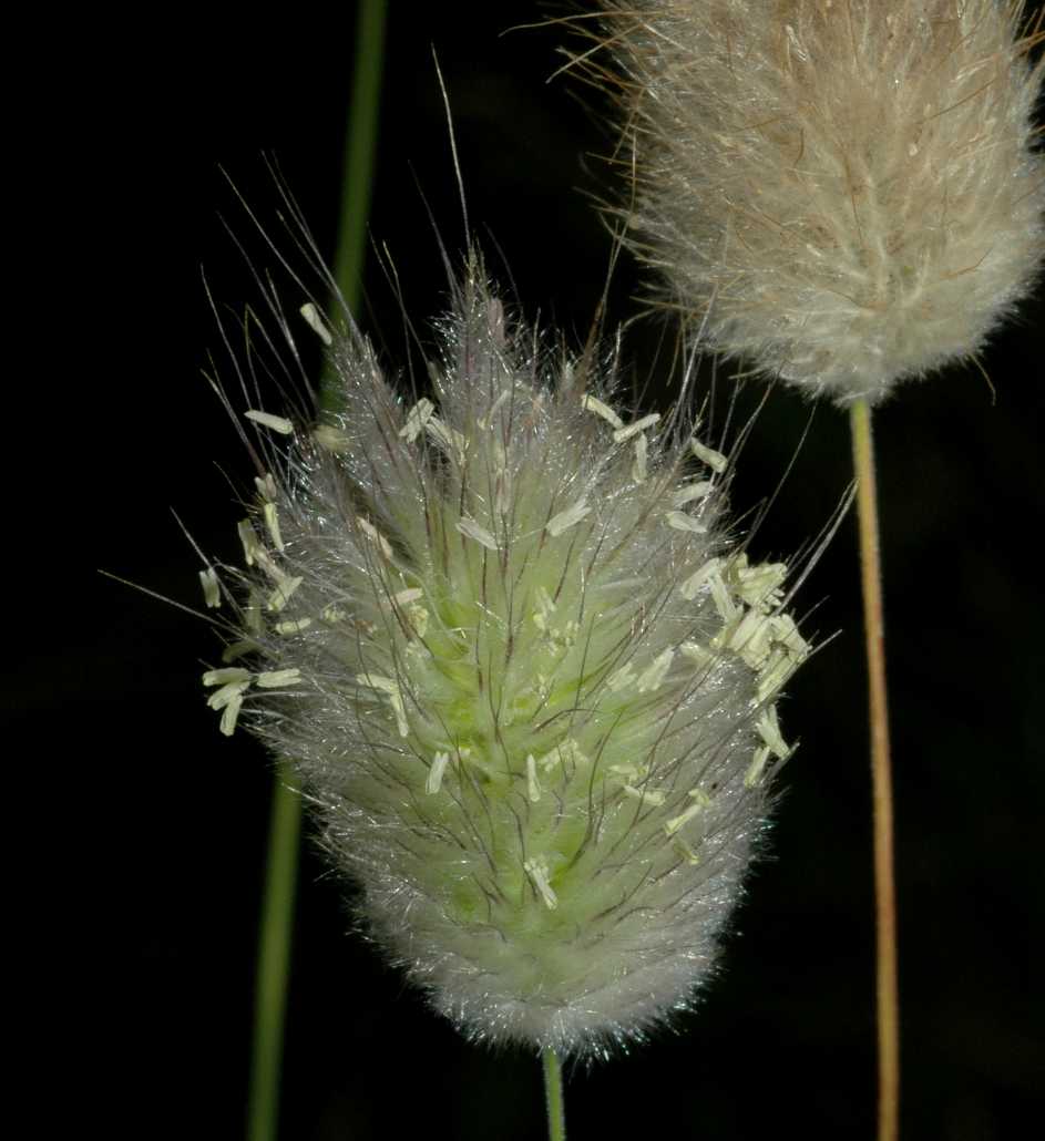 Poaceae Lagurus ovatus