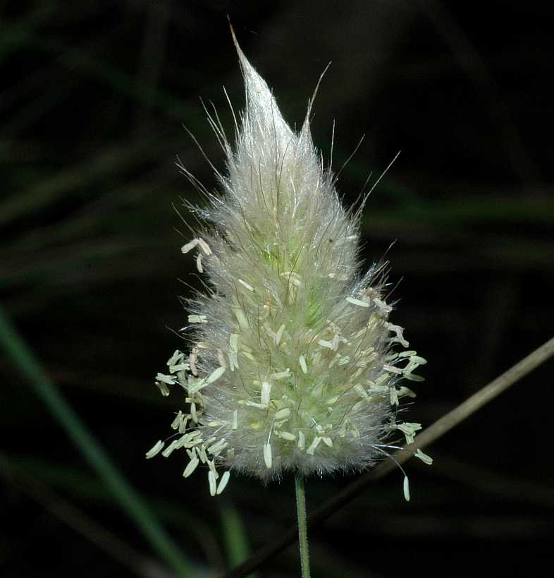 Poaceae Lagurus ovatus