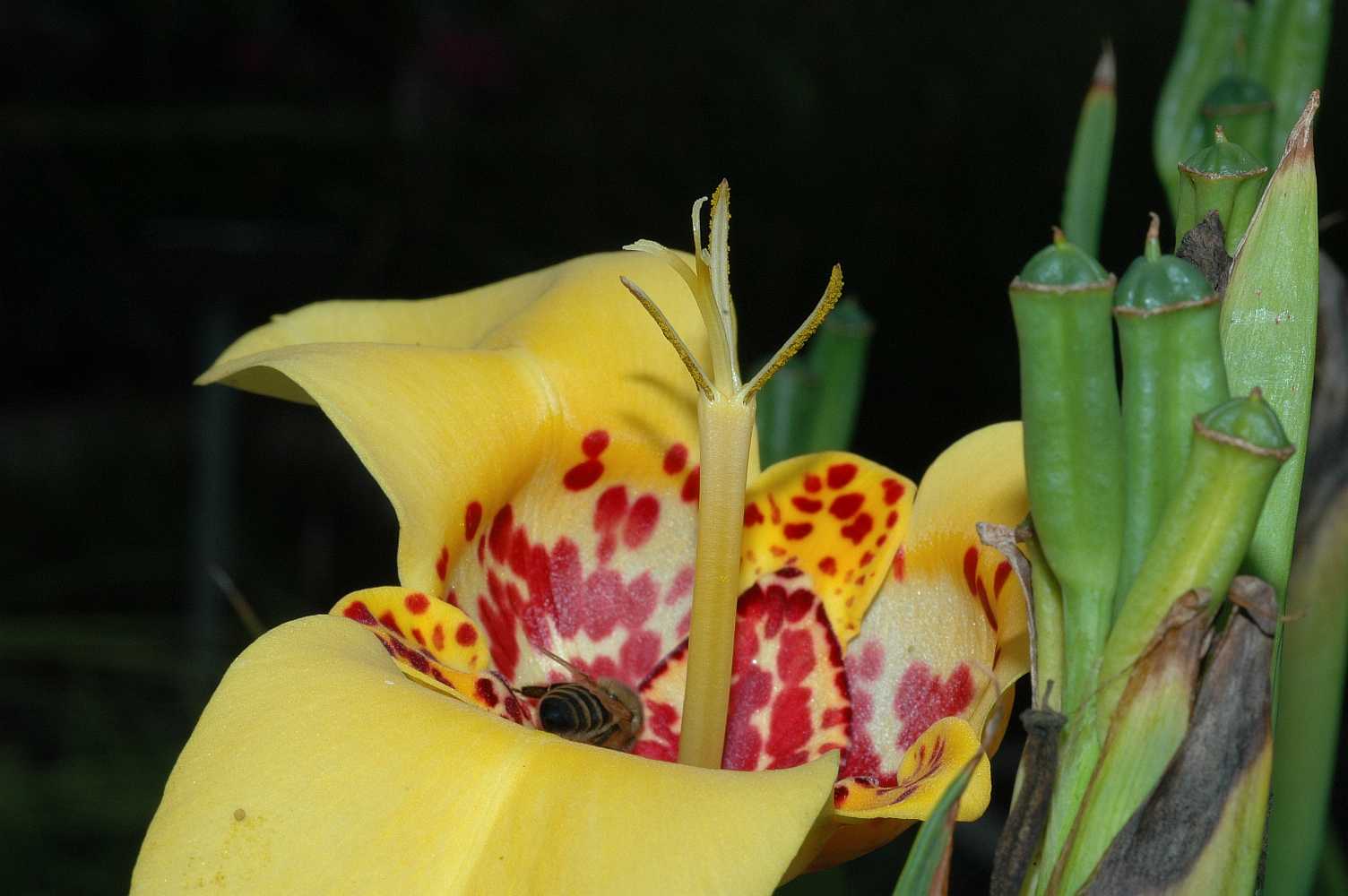 Iridaceae Tigridia pavonia