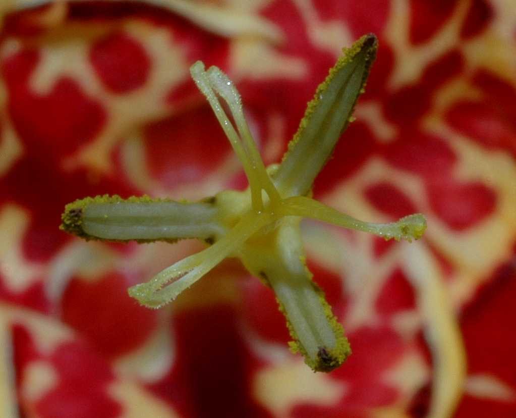 Iridaceae Tigridia pavonia
