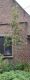 image of Sorbus aucuparia