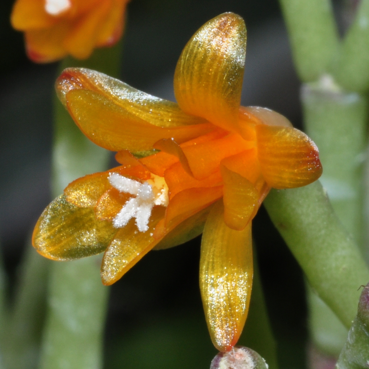 Cactaceae Hatiora salicornioides