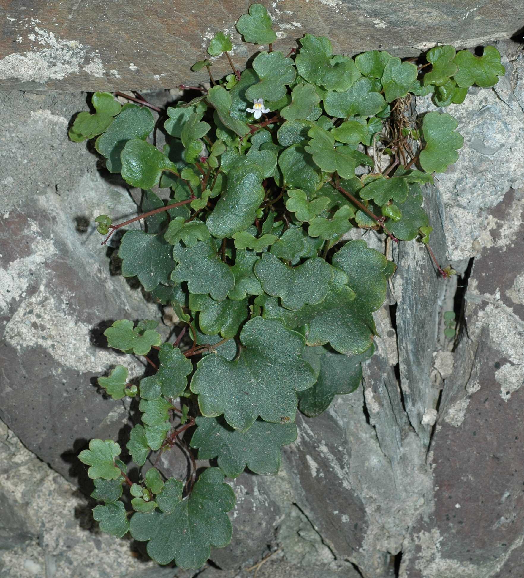 Plantaginaceae Cymbalaria muralis