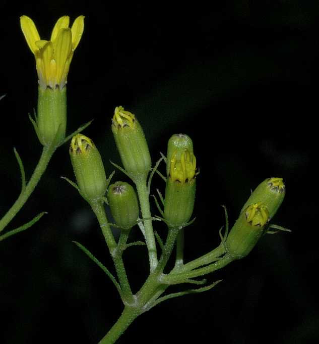 Asteraceae Senecio nemorensis