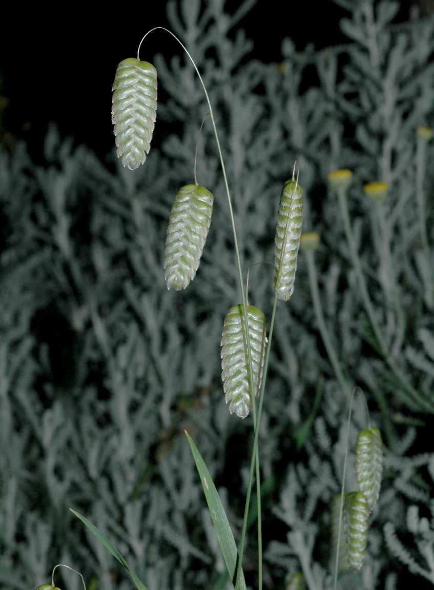 Poaceae Briza maxima