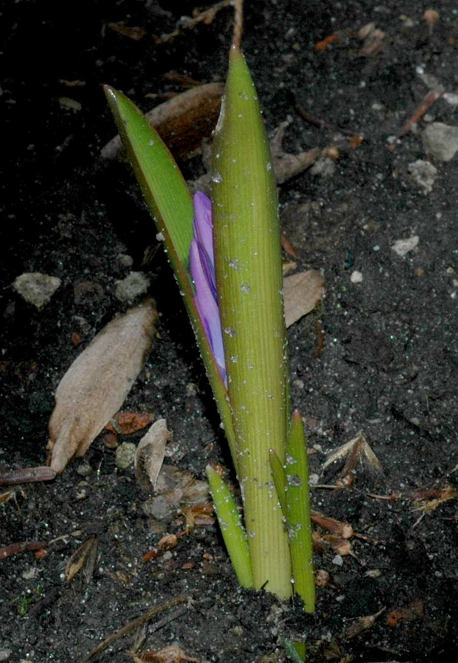 Hyacinthaceae Chionodoxa luciliae