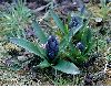 image of Hyacinthus 