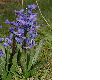 image of Hyacinthus 