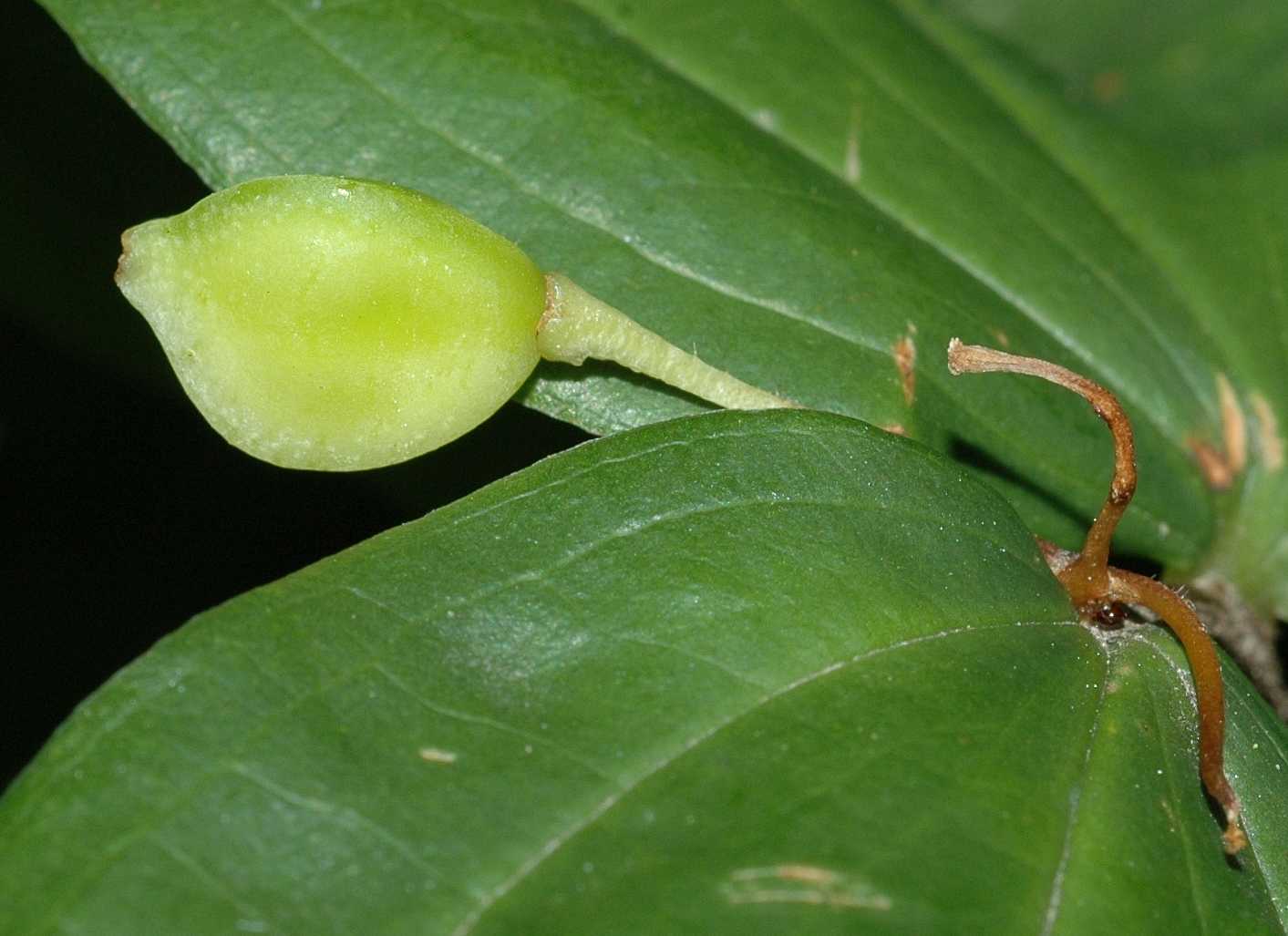 Colchicaceae Disporum smithii