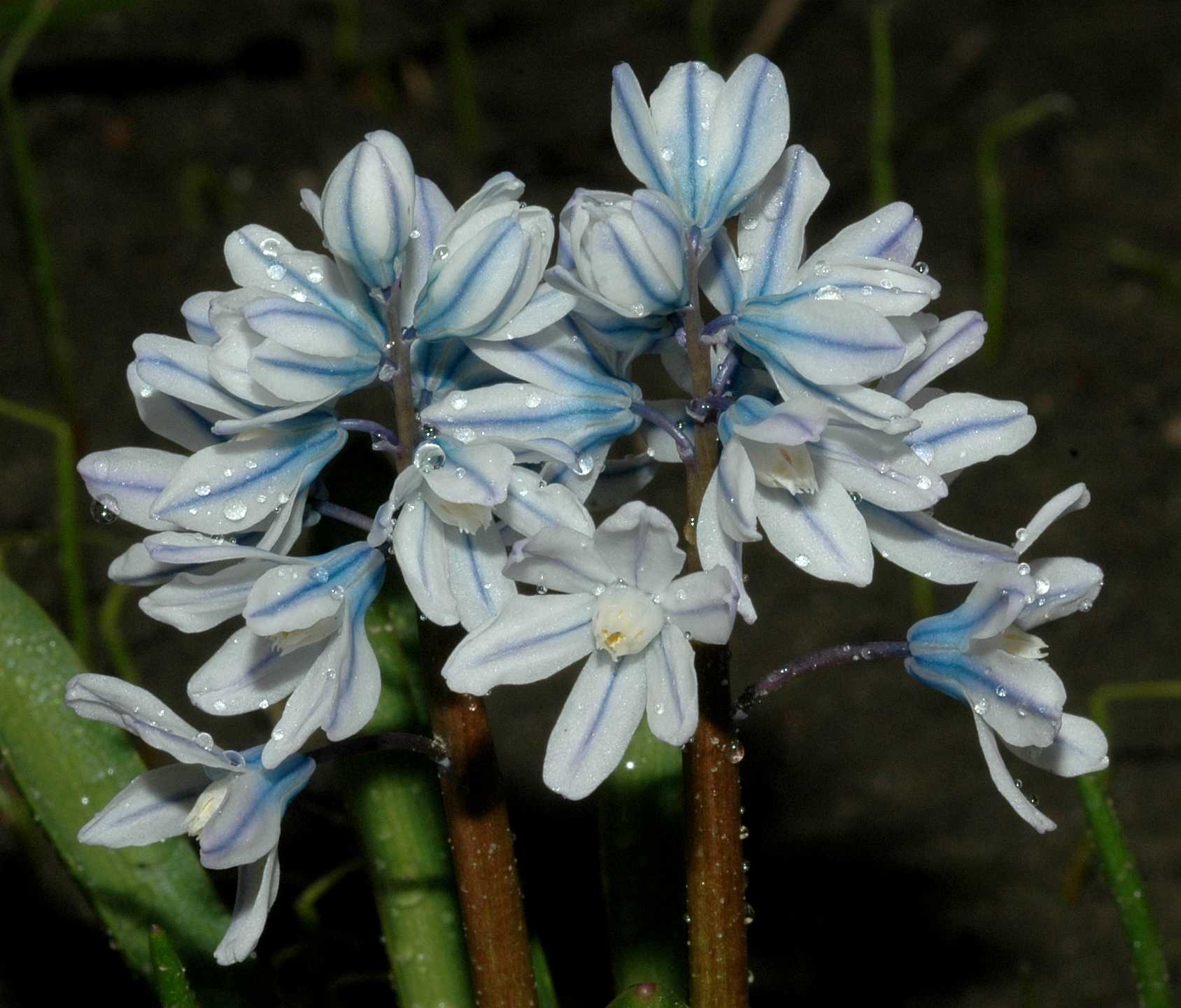 Hyacinthaceae Puschkinia scilloides