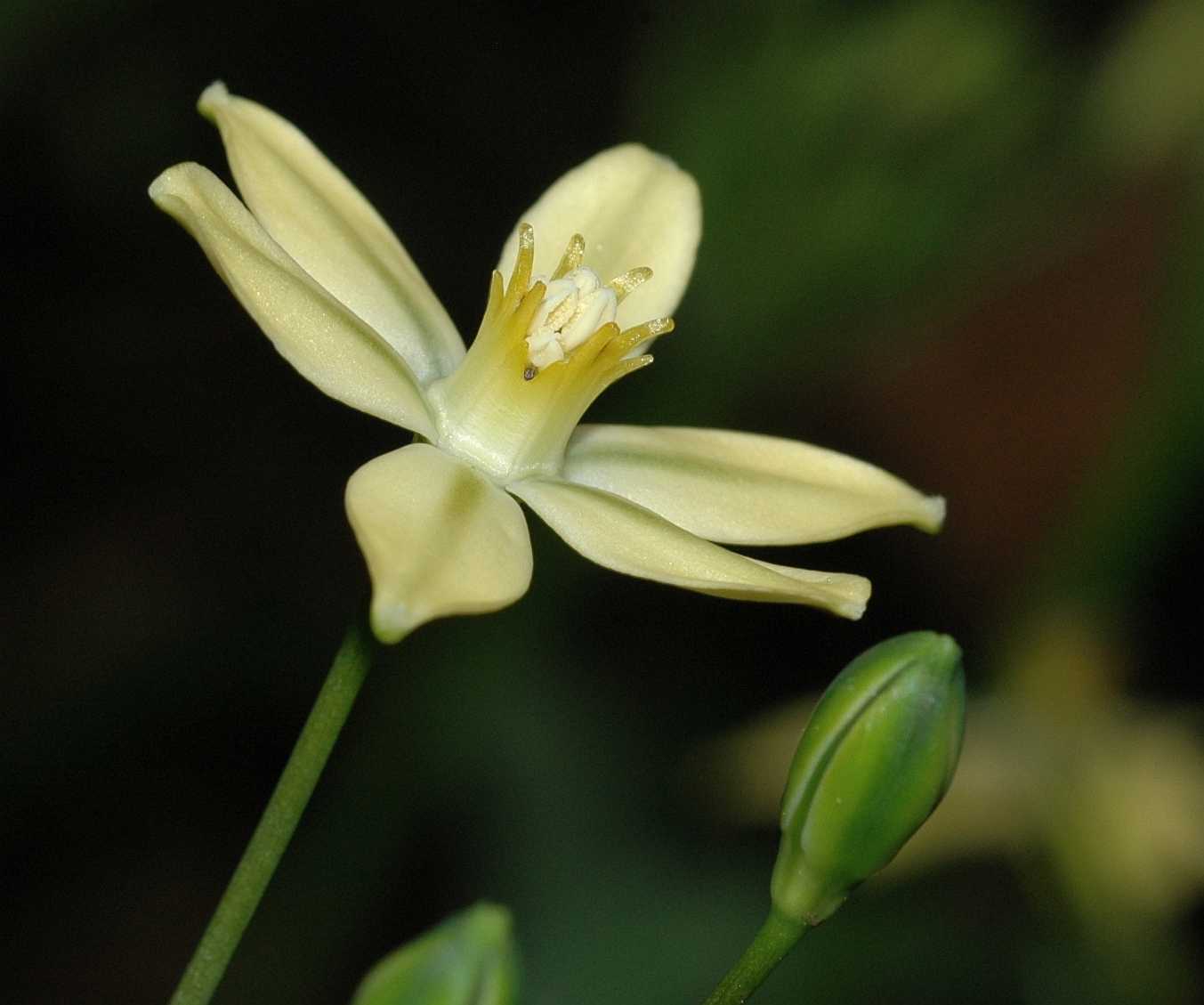 Themidaceae Triteleia ixoides