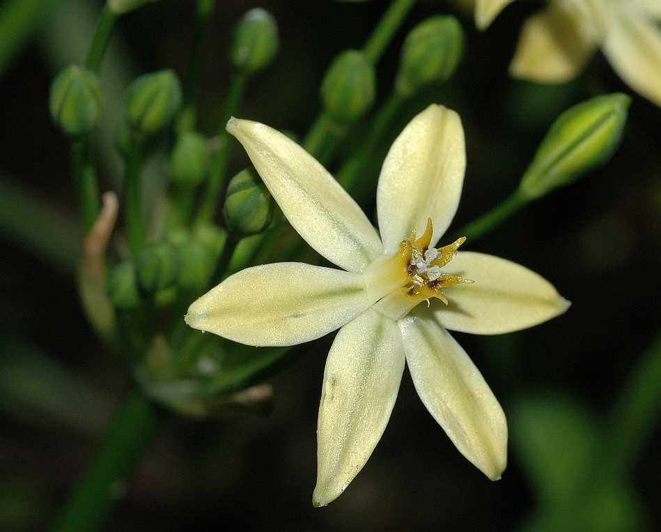 Themidaceae Triteleia ixoides
