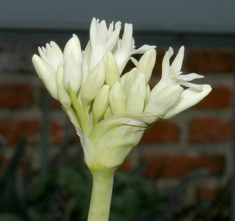 Amaryllidaceae Tulbaghia fragrans