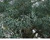 image of Pinus wallichiana