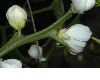 image of Poncirus trifoliata