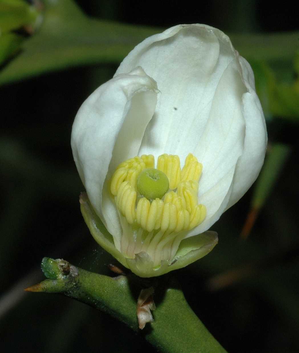 Rutaceae Poncirus trifoliata