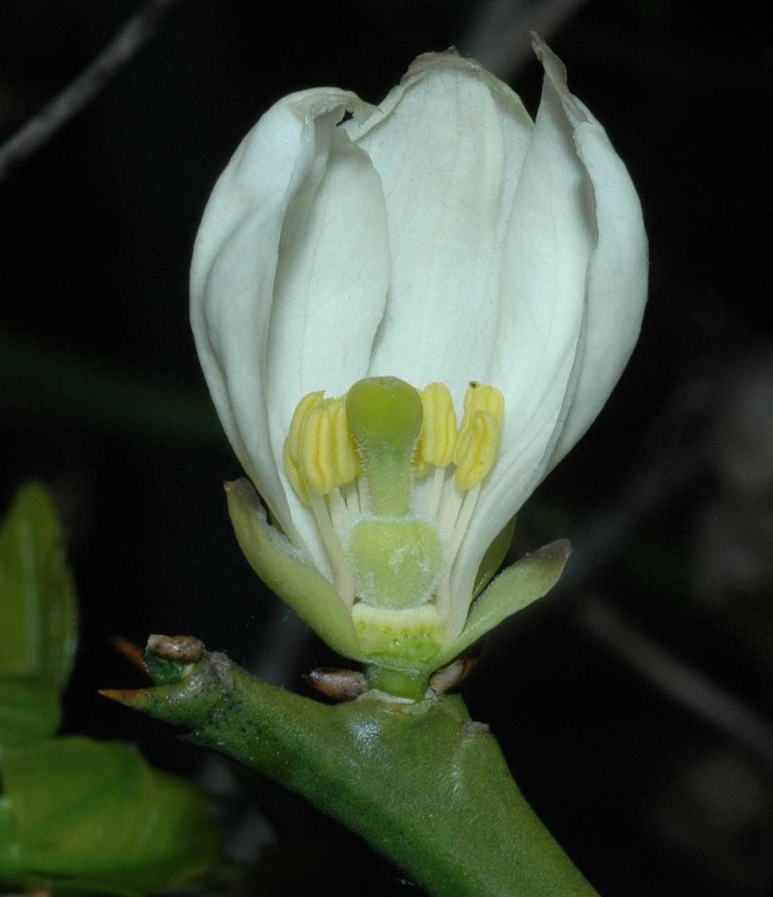 Rutaceae Poncirus trifoliata