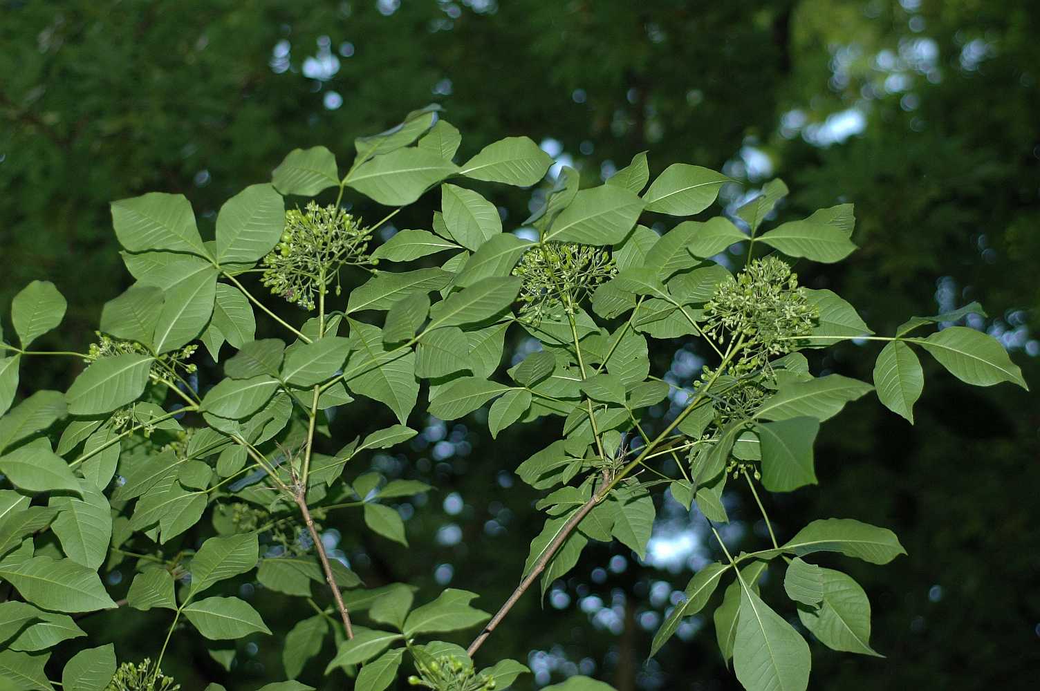 Rutaceae Ptelea trifoliata