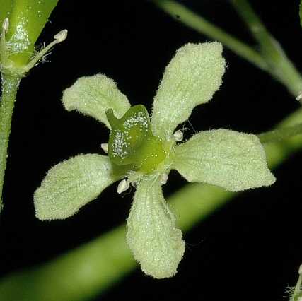 Rutaceae Ptelea trifoliata