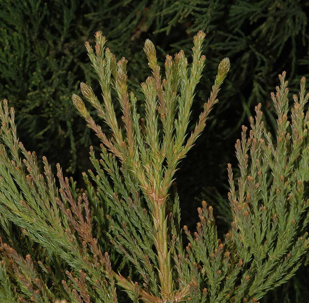 Cupressaceae Sequoiadendron giganteum