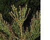 image of Sequoiadendron giganteum