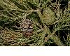 image of Sequoiadendron giganteum