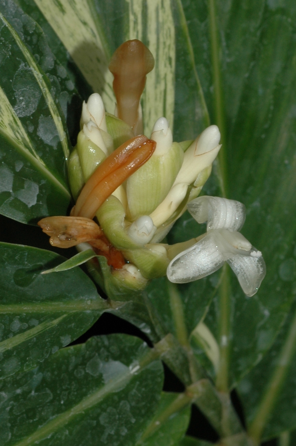 Zingiberaceae Alpinia sanderae