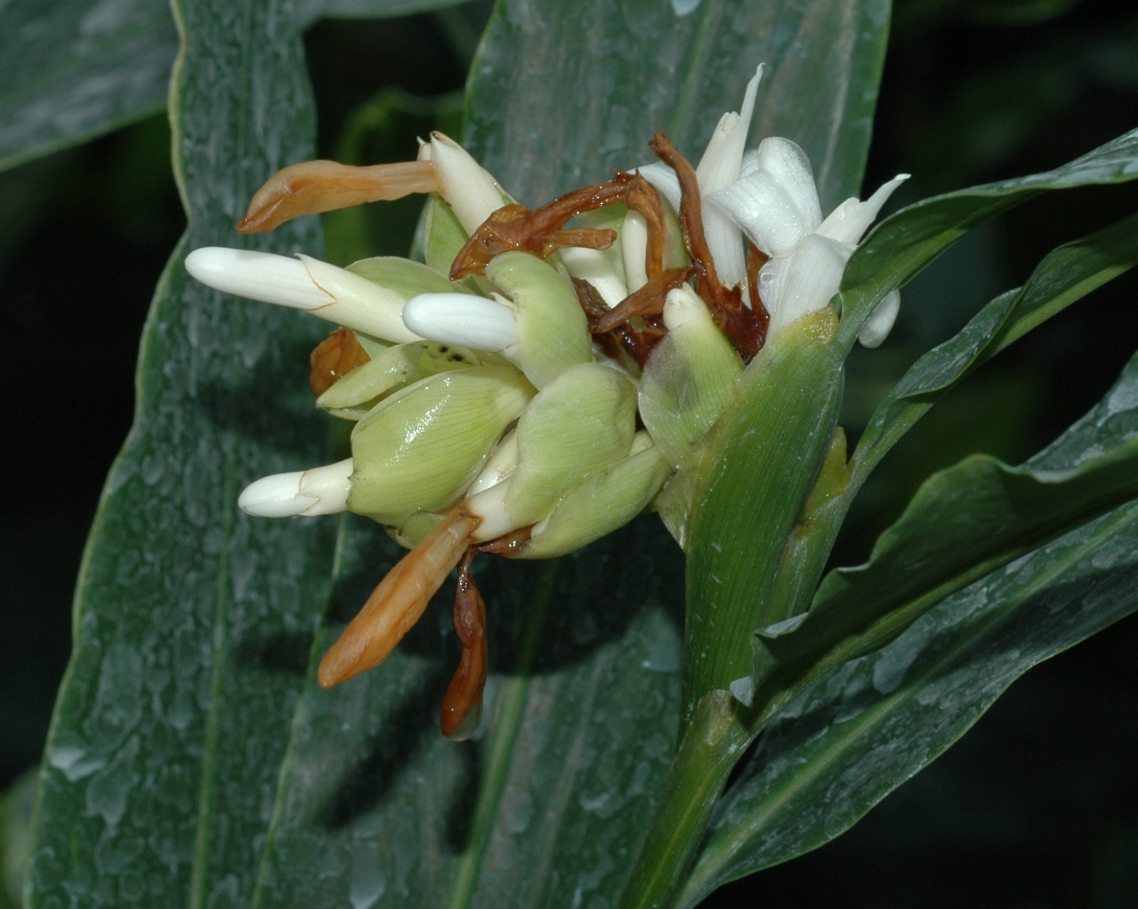 Zingiberaceae Alpinia sanderae