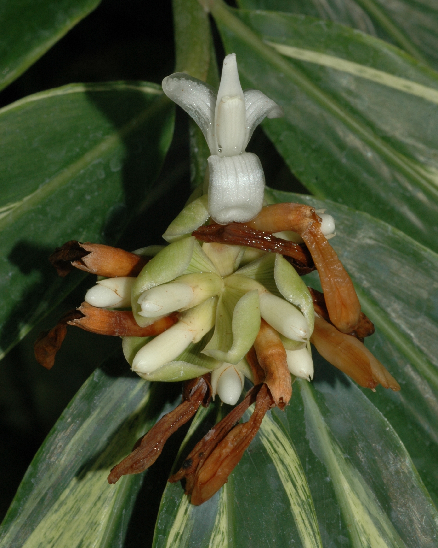 Zingiberaceae Alpinia sanderae