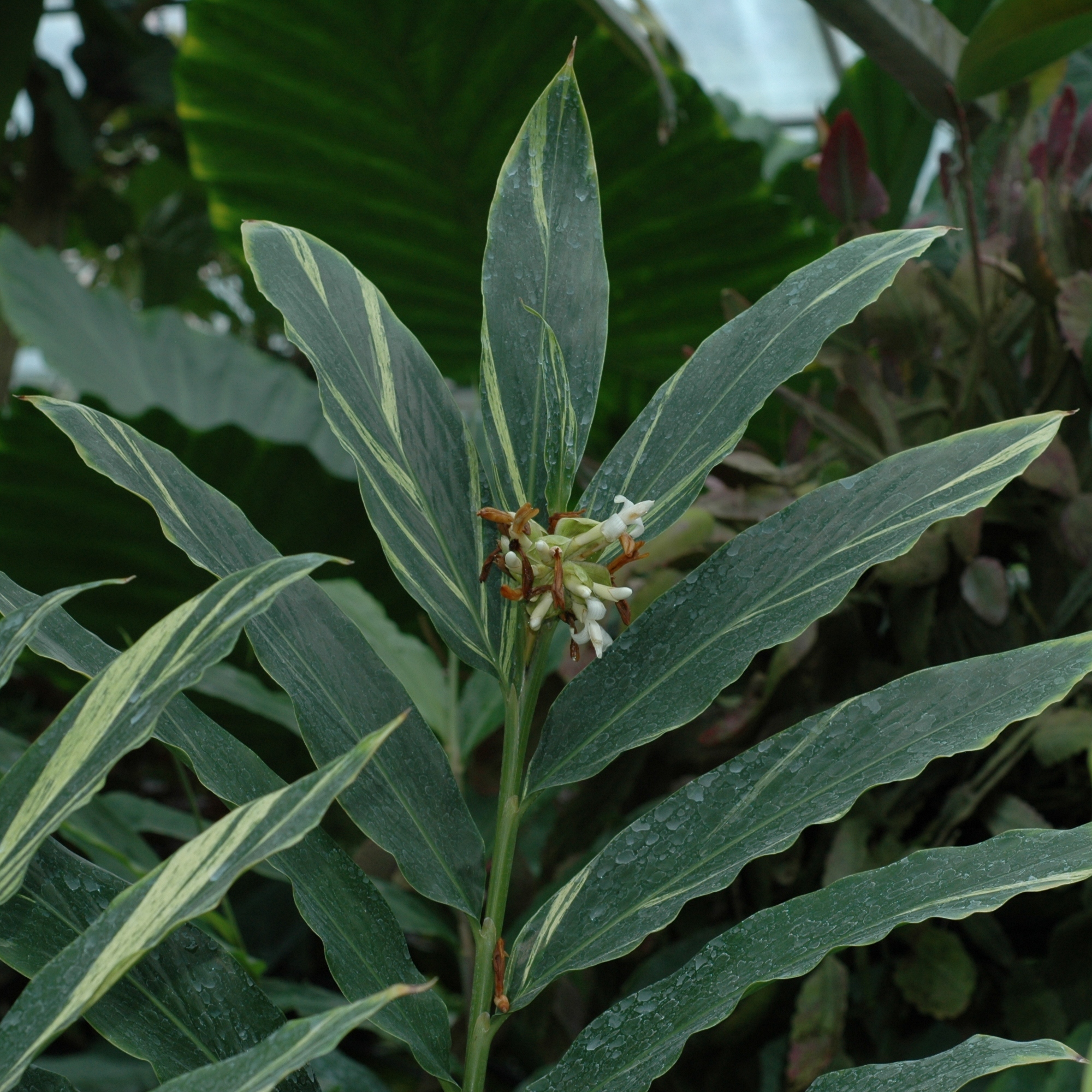 Zingiberaceae Alpinia sanderae