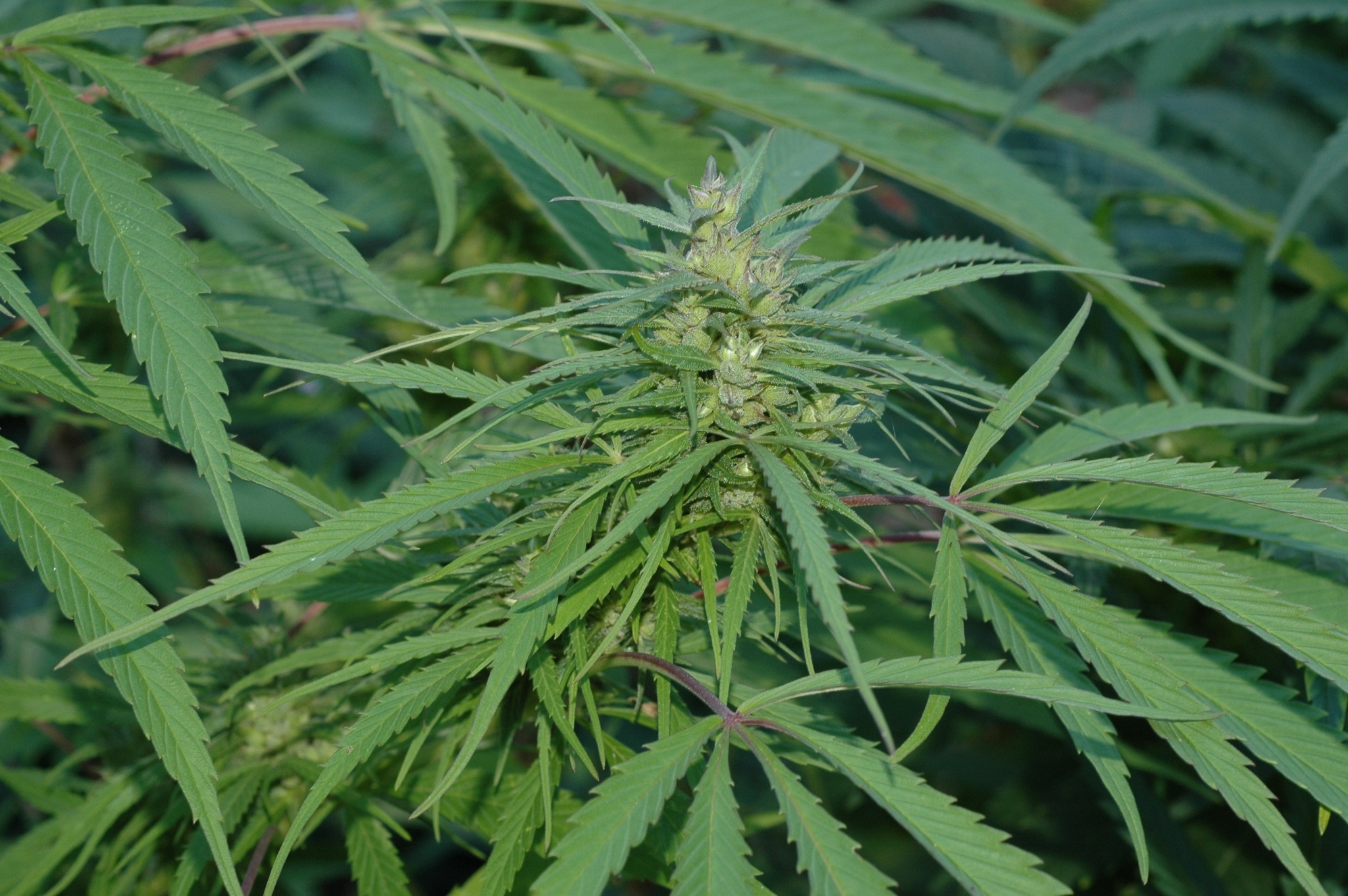 Cannabaceae Cannabis sativa
