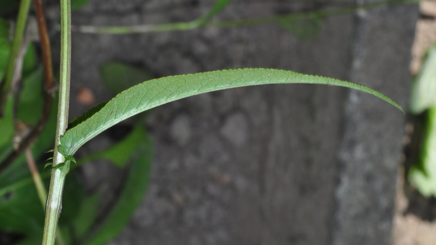 Asteraceae Serratula tinctoria