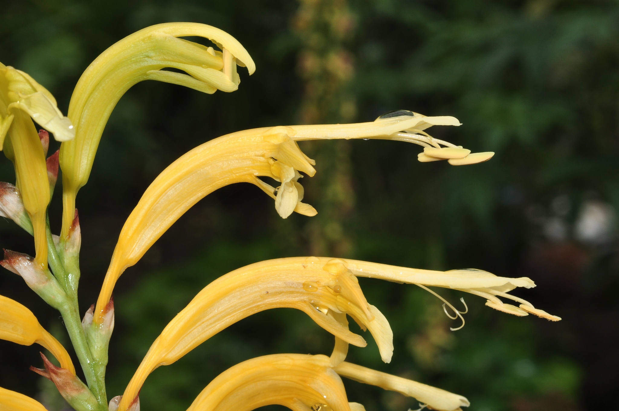 Iridaceae Chasmanthe floribunda