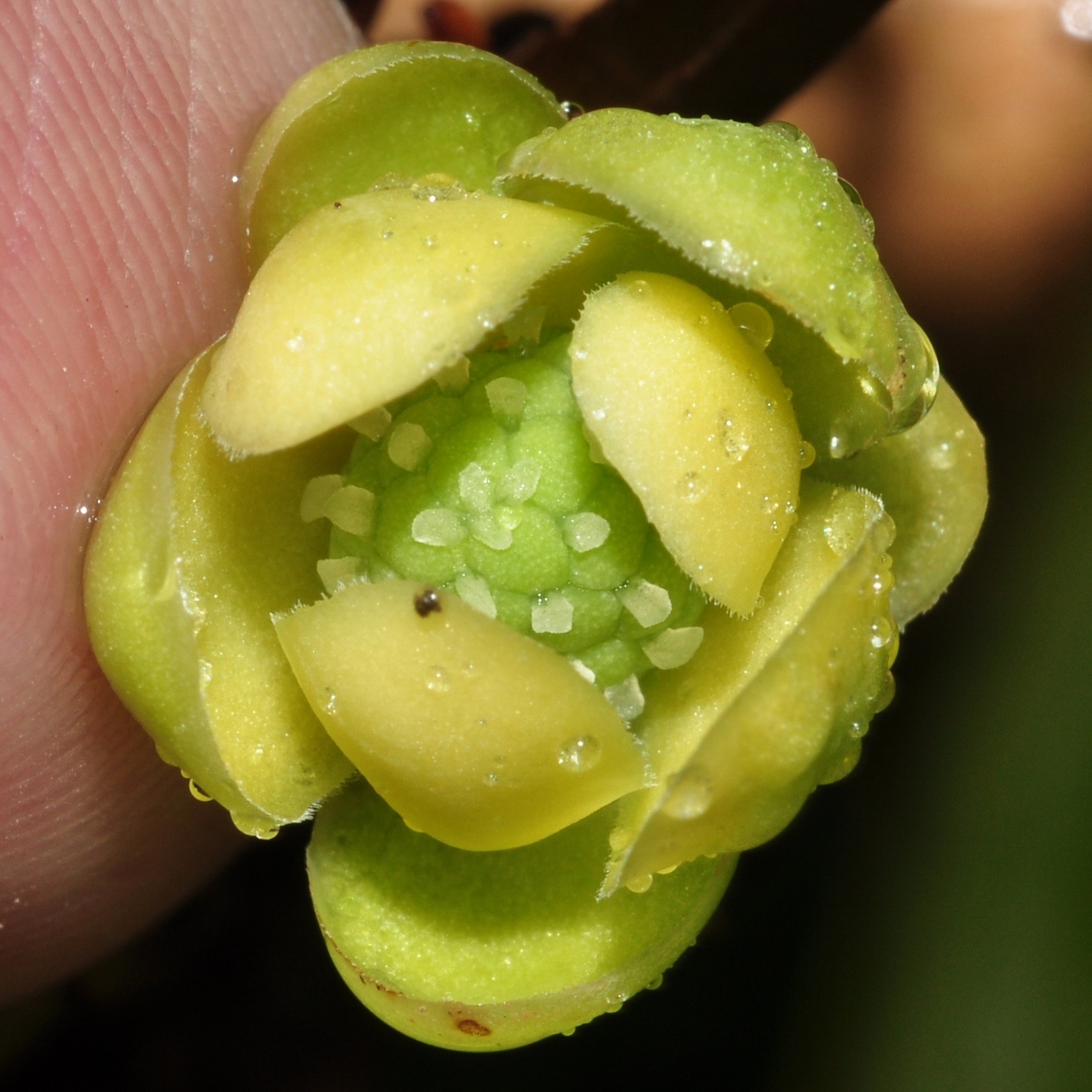 Schisandraceae Kadsura coccinea