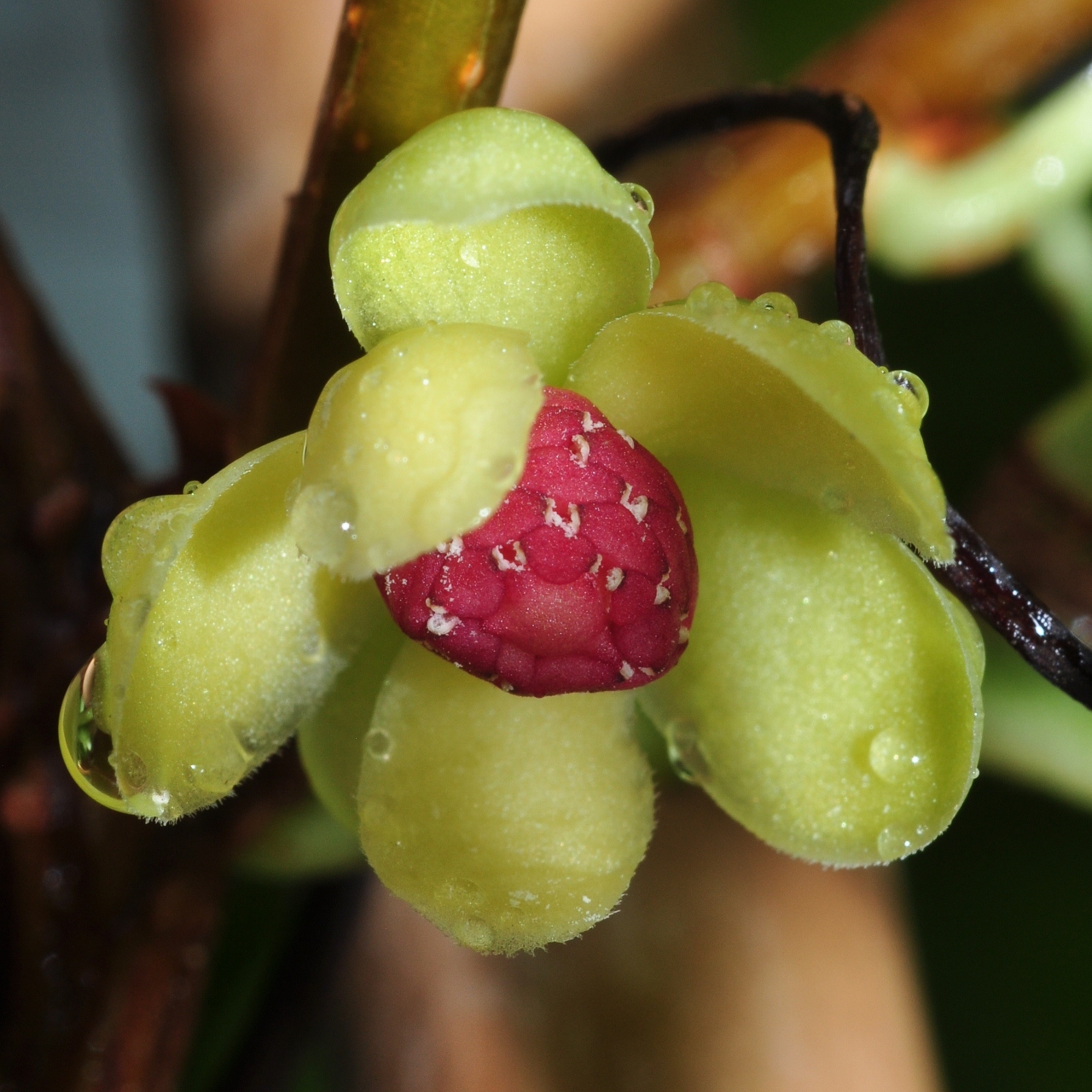 Schisandraceae Kadsura coccinea