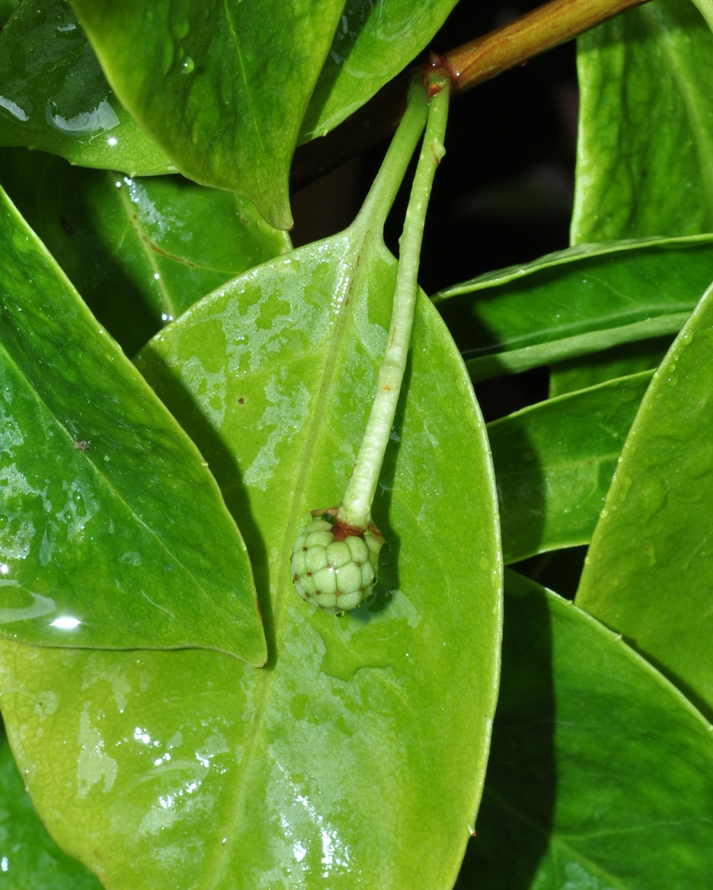 Schisandraceae Kadsura coccinea