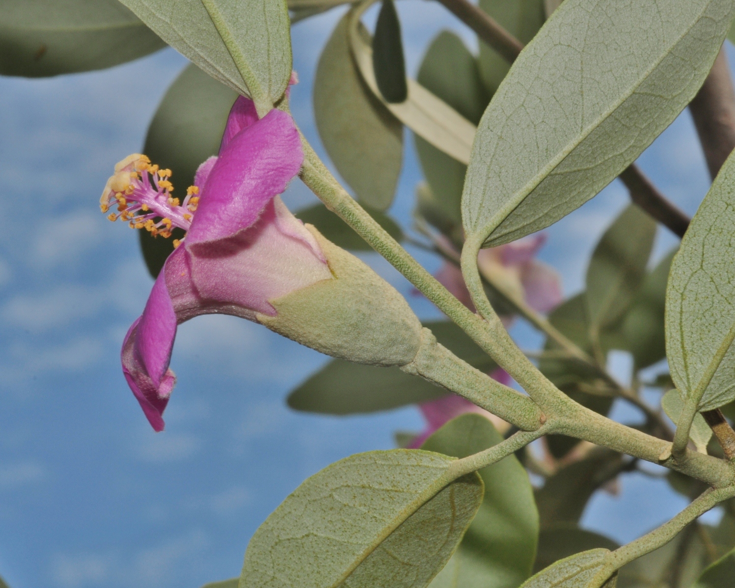 Bombacaceae Lagunaria pattersonii